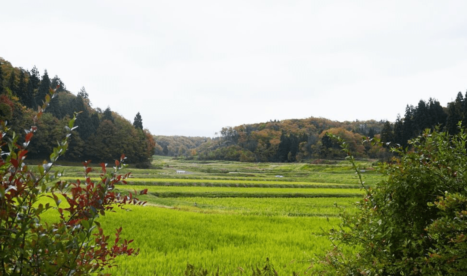 Rice fields framed by hills in autumn color